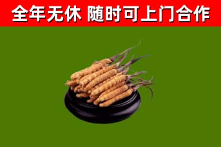 班戈县烟酒回收冬虫夏草.jpg