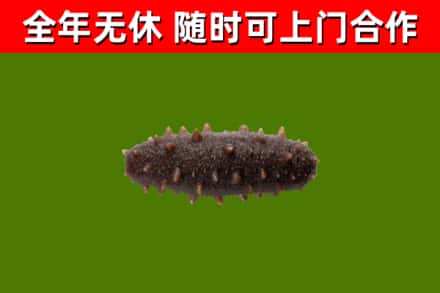 班戈县烟酒回收干海参.jpg